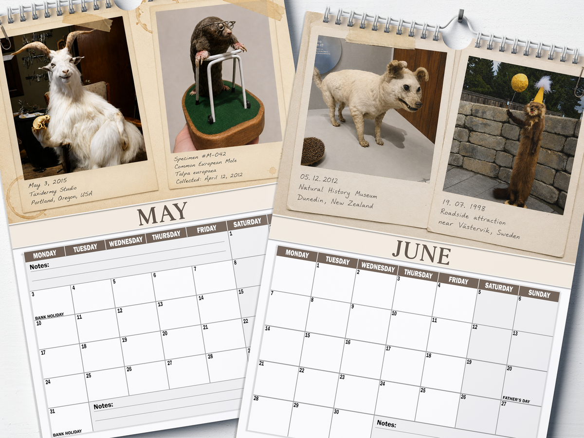 Bad Taxidermy - 2027 A4 Wall Calendar